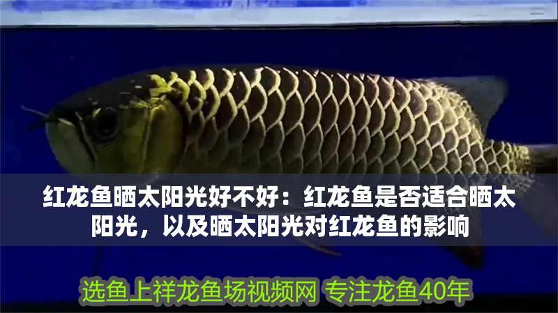 紅龍魚曬太陽光好不好：紅龍魚是否適合曬太陽光，以及曬太陽光對紅龍魚的影響