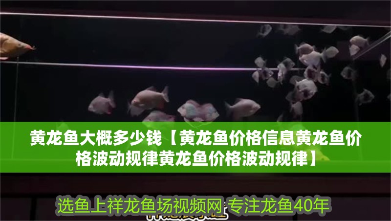 黃龍魚大概多少錢【黃龍魚價格信息黃龍魚價格波動規律黃龍魚價格波動規律】