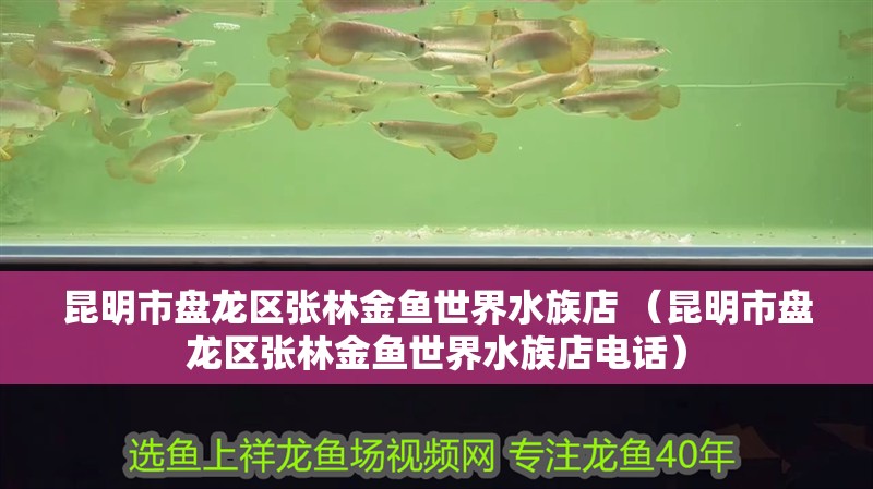 昆明市盤龍區(qū)張林金魚世界水族店 （昆明市盤龍區(qū)張林金魚世界水族店電話）