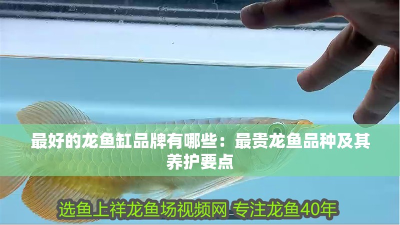 最好的龍魚缸品牌有哪些：最貴龍魚品種及其養護要點