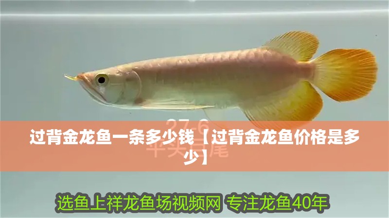 過背金龍魚一條多少錢【過背金龍魚價(jià)格是多少】