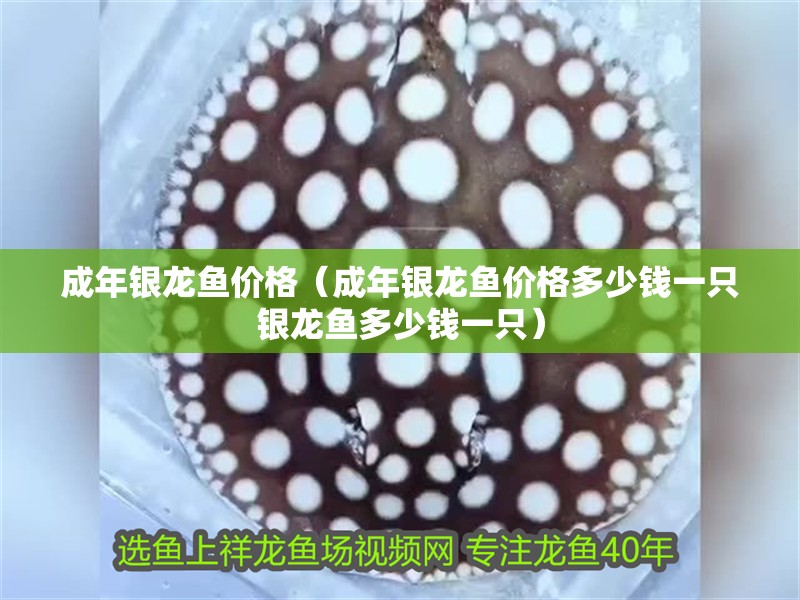 成年銀龍魚價格（成年銀龍魚價格多少錢一只銀龍魚多少錢一只）