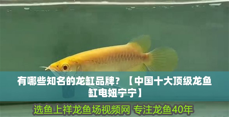 有哪些知名的龍缸品牌？【中國十大頂級龍魚缸電妞寧寧】