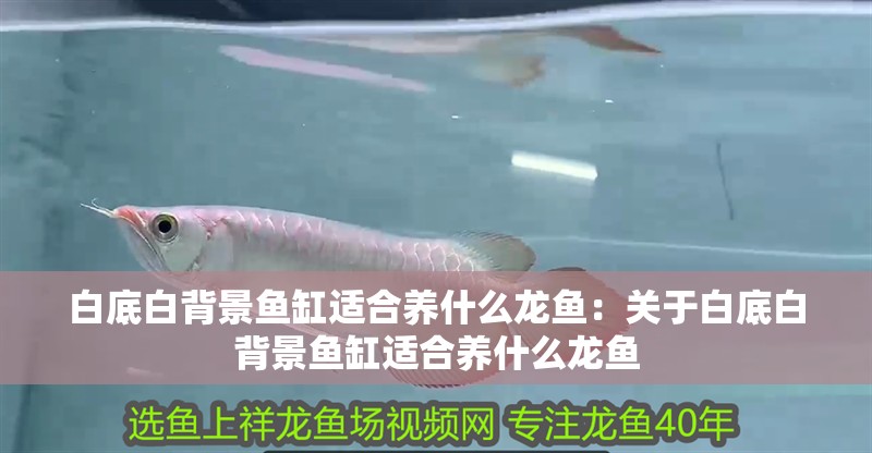 白底白背景魚缸適合養(yǎng)什么龍魚：關(guān)于白底白背景魚缸適合養(yǎng)什么龍魚