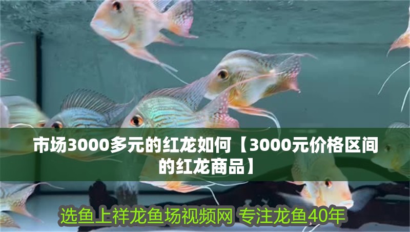 市場3000多元的紅龍如何【3000元價格區間的紅龍商品】