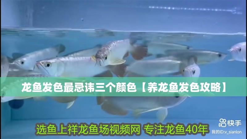 龍魚發(fā)色最忌諱三個顏色【養(yǎng)龍魚發(fā)色攻略】