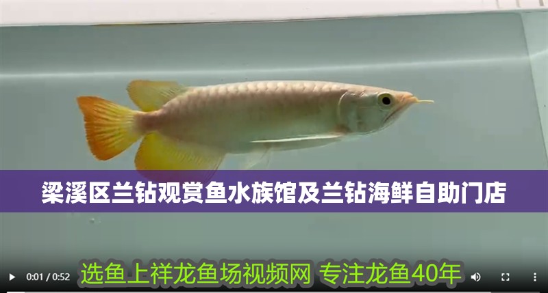 梁溪區(qū)蘭鉆觀賞魚水族館及蘭鉆海鮮自助門店