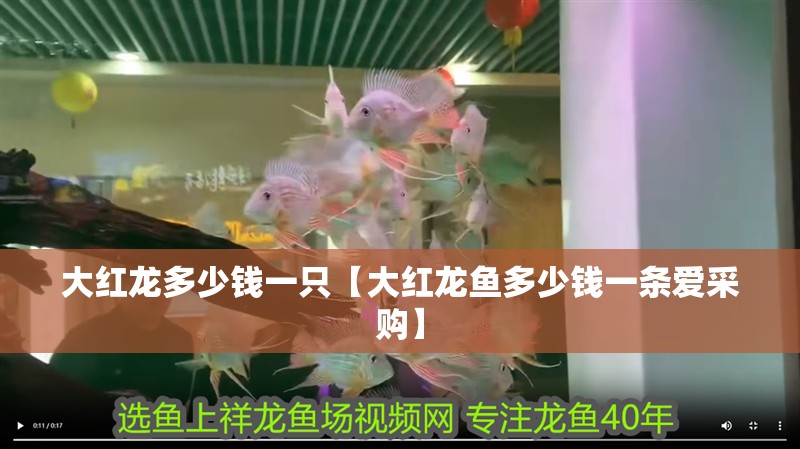 大紅龍多少錢(qián)一只【大紅龍魚(yú)多少錢(qián)一條愛(ài)采購(gòu)】