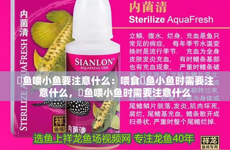 魟魚喂小魚要注意什么：喂食魟魚小魚時需要注意什么，魟魚喂小魚時需要注意什么