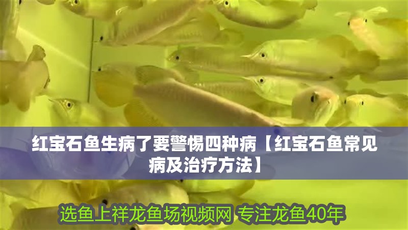 紅寶石魚生病了要警惕四種病【紅寶石魚常見病及治療方法】