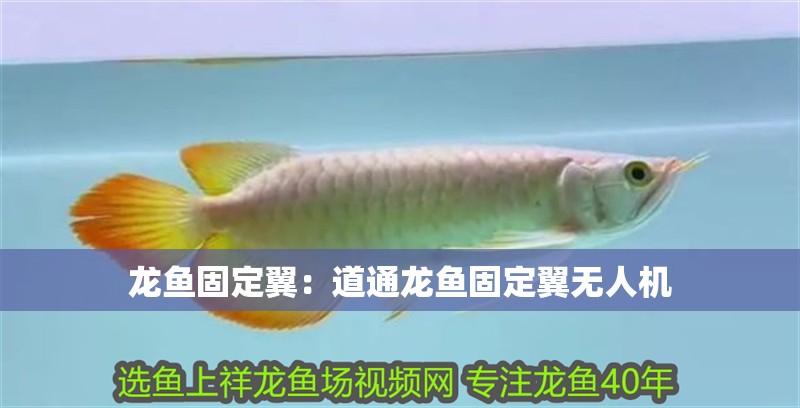 龍魚固定翼：道通龍魚固定翼無人機