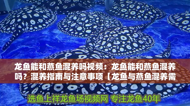 龍魚能和燕魚混養嗎視頻：龍魚能和燕魚混養嗎？混養指南與注意事項【龍魚與燕魚混養需謹慎】 龍魚能和燕魚混養嗎視頻：龍魚能和燕魚混養嗎？混養指南與注意事項【龍魚與燕魚混養需謹慎】 龍魚百科