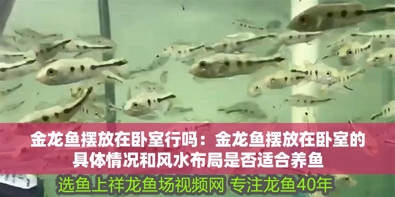 金龍魚擺放在臥室行嗎：金龍魚擺放在臥室的具體情況和風水布局是否適合養魚