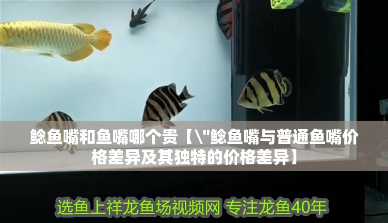 鯰魚嘴和魚嘴哪個貴【\