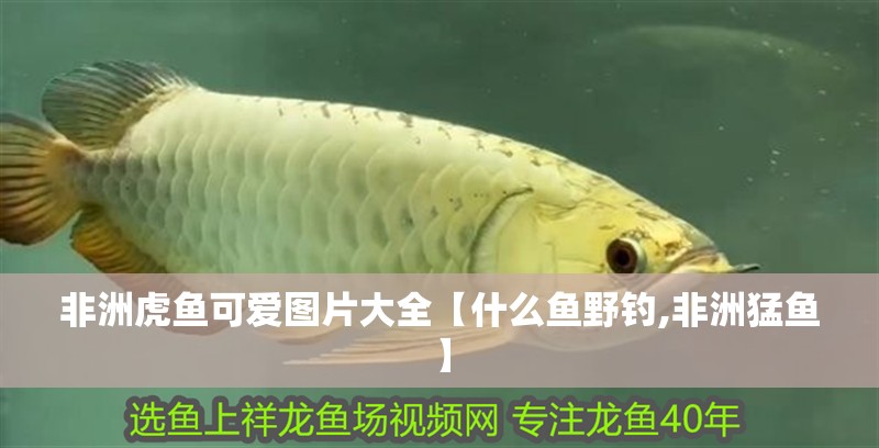 非洲虎魚可愛圖片大全【什么魚野釣,非洲猛魚】