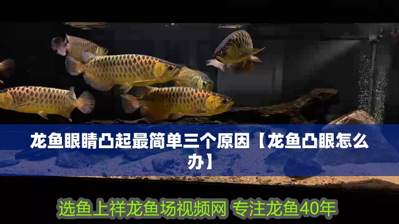 龍魚眼睛凸起最簡單三個原因【龍魚凸眼怎么辦】