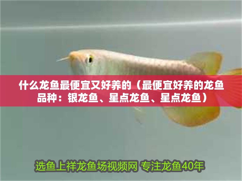 什么龍魚(yú)最便宜又好養(yǎng)的（最便宜好養(yǎng)的龍魚(yú)品種：銀龍魚(yú)、星點(diǎn)龍魚(yú)、星點(diǎn)龍魚(yú)）