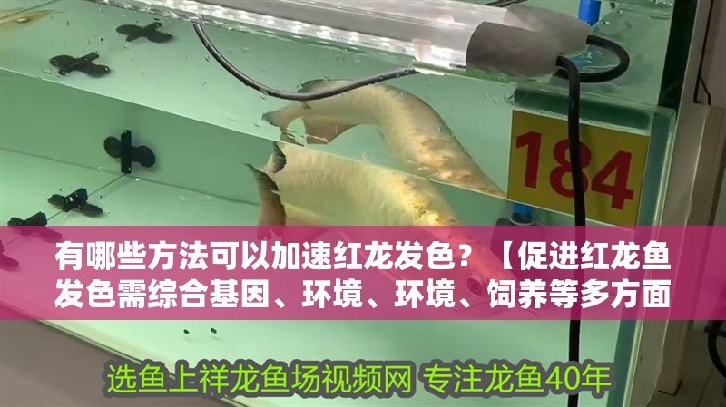 有哪些方法可以加速紅龍發色？【促進紅龍魚發色需綜合基因、環境、環境、飼養等多方面因素】