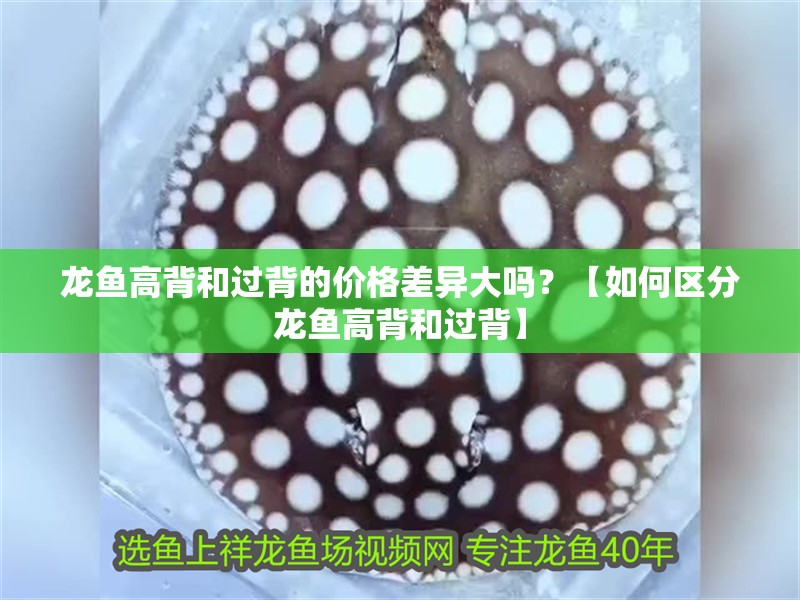 龍魚高背和過背的價格差異大嗎？【如何區(qū)分龍魚高背和過背】