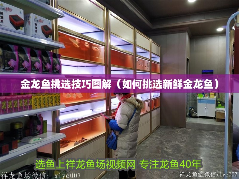 金龍魚挑選技巧圖解（如何挑選新鮮金龍魚）