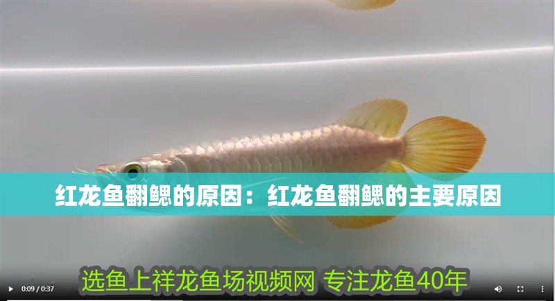 紅龍魚翻鰓的原因：紅龍魚翻鰓的主要原因