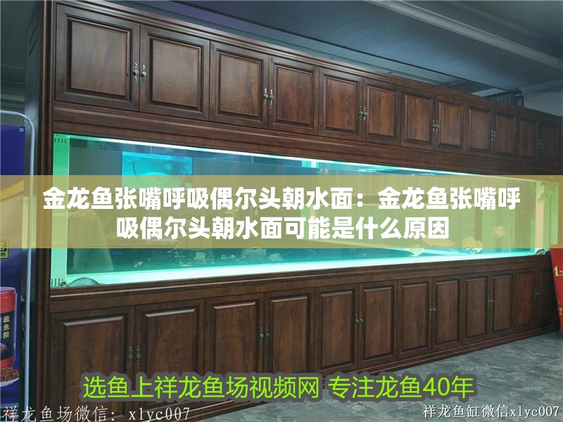 金龍魚張嘴呼吸偶爾頭朝水面：金龍魚張嘴呼吸偶爾頭朝水面可能是什么原因