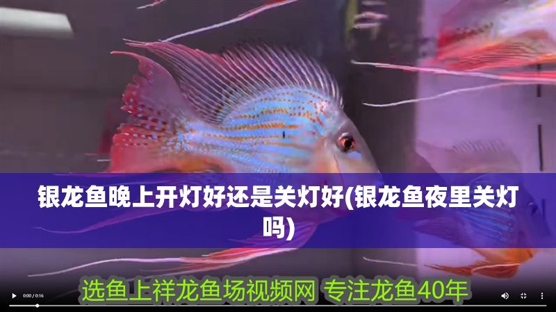 銀龍魚晚上開燈好還是關燈好(銀龍魚夜里關燈嗎)