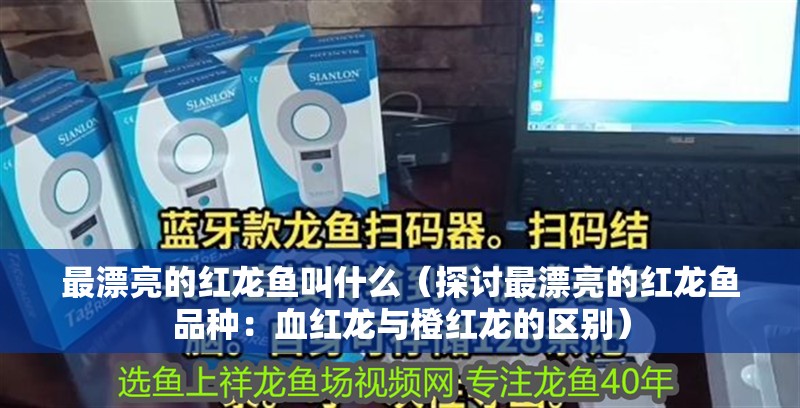 最漂亮的紅龍魚叫什么（探討最漂亮的紅龍魚品種：血紅龍與橙紅龍的區(qū)別）