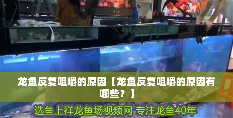龍魚(yú)反復(fù)咀嚼的原因【龍魚(yú)反復(fù)咀嚼的原因有哪些？】