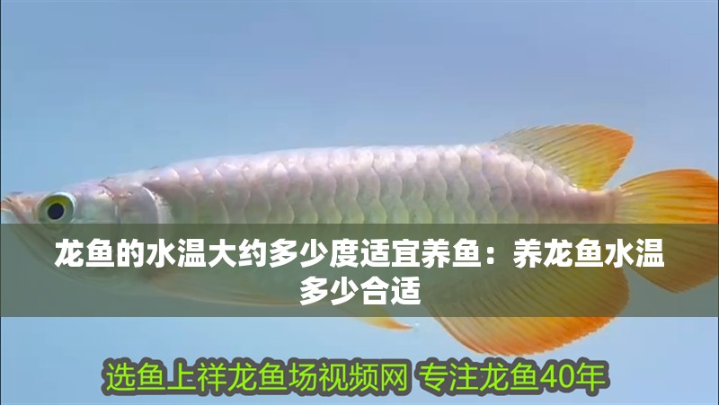 龍魚的水溫大約多少度適宜養(yǎng)魚：養(yǎng)龍魚水溫多少合適