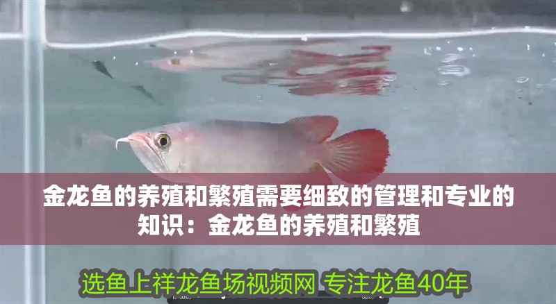 金龍魚的養(yǎng)殖和繁殖需要細致的管理和專業(yè)的知識：金龍魚的養(yǎng)殖和繁殖 金龍魚的養(yǎng)殖和繁殖需要細致的管理和專業(yè)的知識：金龍魚的養(yǎng)殖和繁殖 龍魚百科