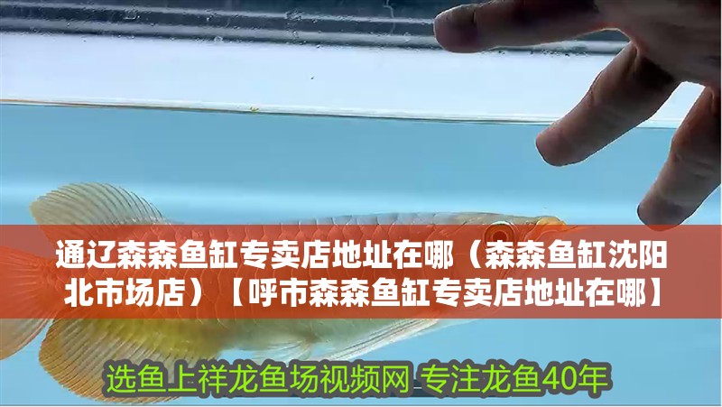 通遼森森魚缸專賣店地址在哪（森森魚缸沈陽北市場店）【呼市森森魚缸專賣店地址在哪】