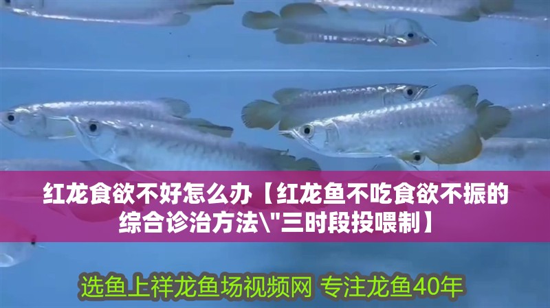 紅龍食欲不好怎么辦【紅龍魚不吃食欲不振的綜合診治方法\
