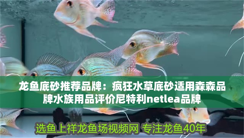 龍魚底砂推薦品牌：瘋狂水草底砂適用森森品牌水族用品評價尼特利netlea品牌