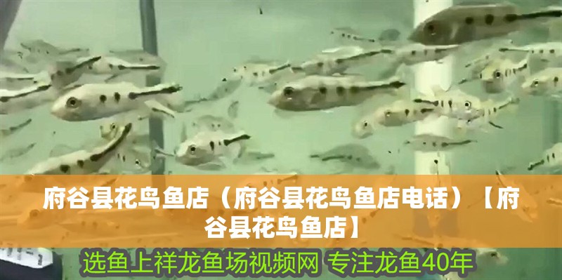 <strong><mark>府谷</mark></strong>縣花鳥魚店（<strong><mark>府谷</mark></strong>縣花鳥魚店電話）【<strong><mark>府谷</mark></strong>縣花鳥魚店】