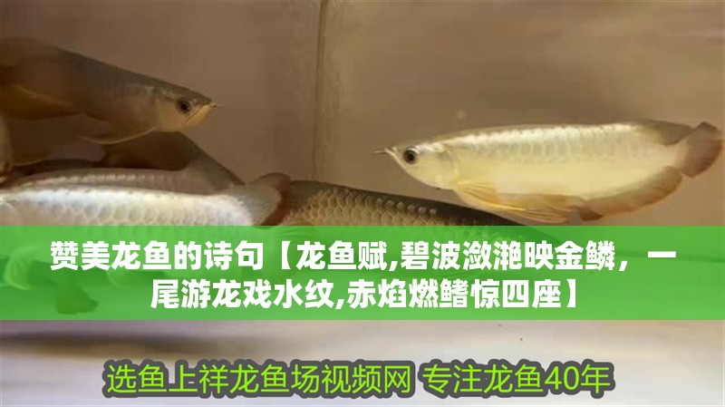 贊美龍魚的詩句【龍魚賦,碧波瀲滟映金鱗，一尾游龍戲水紋,赤焰燃鰭驚四座】