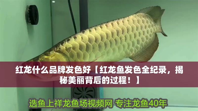 紅龍什么品牌發(fā)色好【紅龍魚發(fā)色全紀(jì)錄，揭秘美麗背后的過程！】