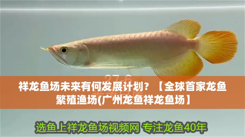 祥龍魚(yú)場(chǎng)未來(lái)有何發(fā)展計(jì)劃？【全球首家龍魚(yú)繁殖漁場(chǎng)(廣州龍魚(yú)祥龍魚(yú)場(chǎng)】