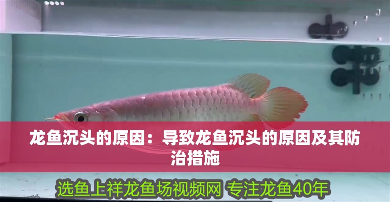 龍魚(yú)沉頭的原因：導(dǎo)致龍魚(yú)沉頭的原因及其防治措施