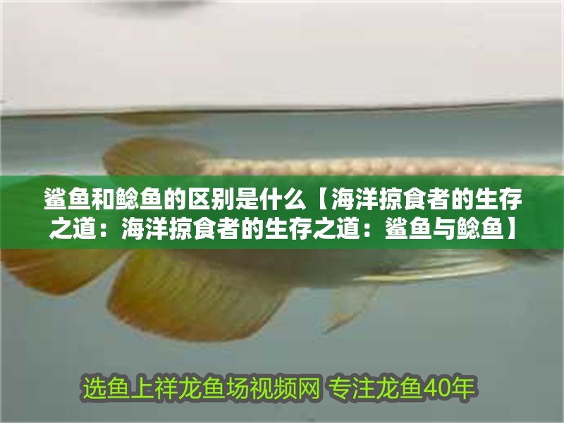 鯊魚和鯰魚的區(qū)別是什么【海洋掠食者的生存之道：海洋掠食者的生存之道：鯊魚與鯰魚】
