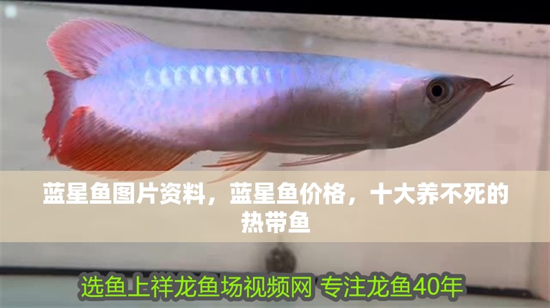 藍星魚圖片資料，藍星魚價格，十大養不死的熱帶魚