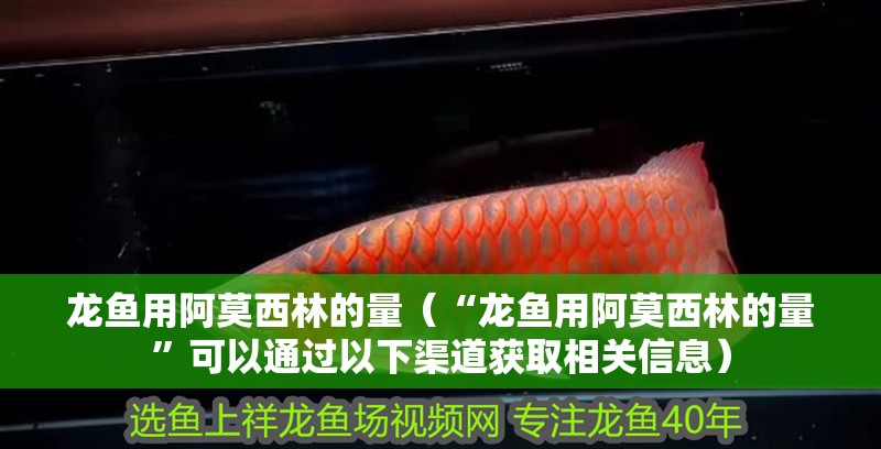 龍魚用阿莫西林的量（“龍魚用阿莫西林的量”可以通過以下渠道獲取相關信息）