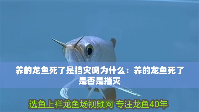 養(yǎng)的龍魚死了是擋災(zāi)嗎為什么：養(yǎng)的龍魚死了是否是擋災(zāi)