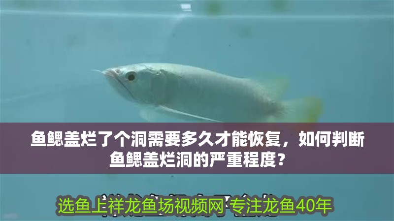 魚鰓蓋爛了個(gè)洞需要多久才能恢復(fù)，如何判斷魚鰓蓋爛洞的嚴(yán)重程度？