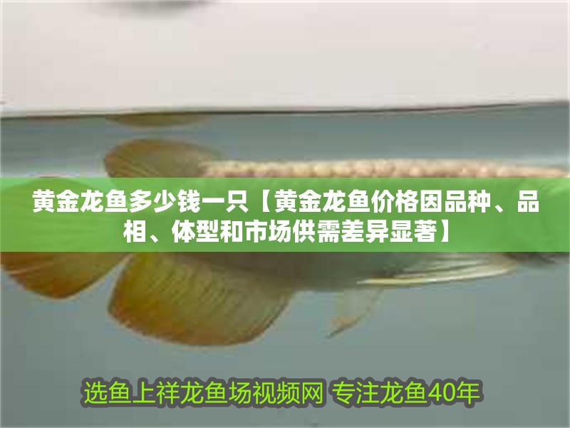 黃金龍魚多少錢一只【黃金龍魚價格因品種、品相、體型和市場供需差異顯著】
