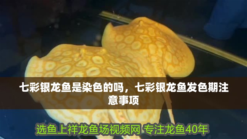 七彩銀龍魚是染色的嗎，七彩銀龍魚發色期注意事項