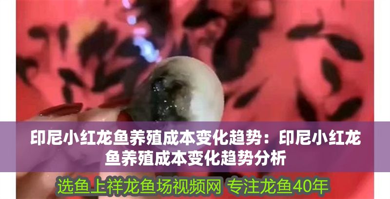 印尼小紅龍魚養殖成本變化趨勢：印尼小紅龍魚養殖成本變化趨勢分析