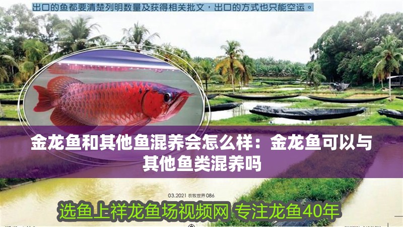 金龍魚和其他魚混養會怎么樣：金龍魚可以與其他魚類混養嗎