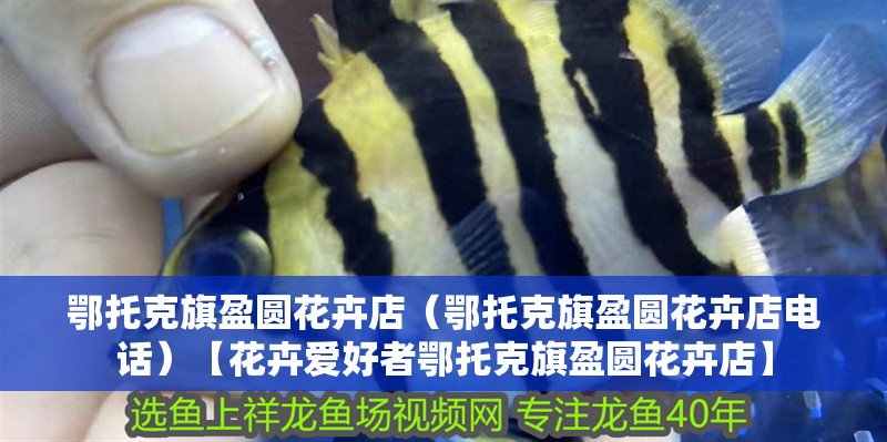 鄂托克旗盈圓花卉店（鄂托克旗盈圓花卉店電話）【花卉愛好者鄂托克旗盈圓花卉店】