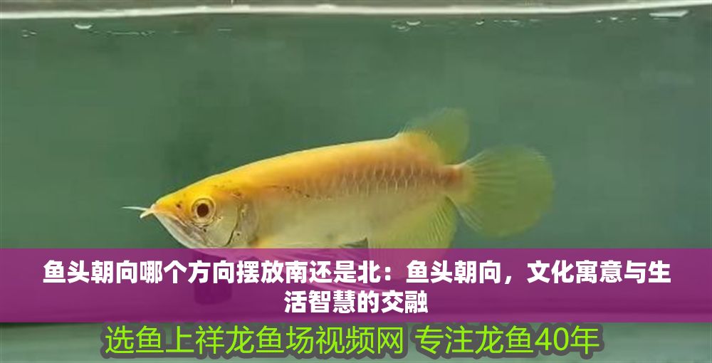 魚頭朝向哪個方向擺放南還是北：魚頭朝向，文化寓意與生活智慧的交融